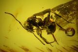 Two Large Fossil Ants (Formicidae) and a Fly (Diptera) in Baltic Amber #159759-1